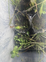 Bucephalandra pygmaea