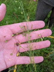 Spergula arvensis