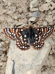 Euphydryas anicia