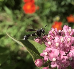 Physocephala tibialis