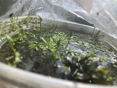 Bucephalandra pygmaea