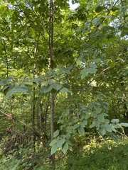 Ulmus rubra