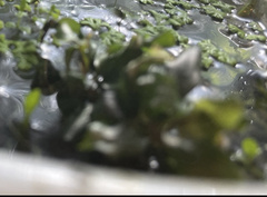 Bucephalandra pygmaea