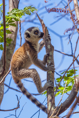 Lemur catta