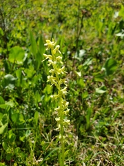 Platanthera stricta