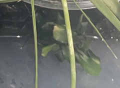 Bucephalandra pygmaea