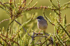 Curruca conspicillata