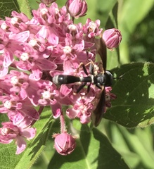 Physocephala tibialis