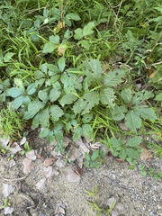 Parthenocissus inserta