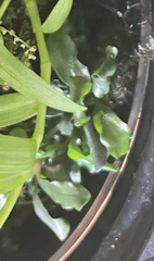 Bucephalandra pygmaea