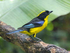 Anisognathus somptuosus