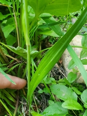 Anticlea occidentalis