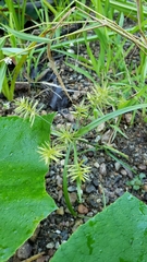 Cyperus esculentus