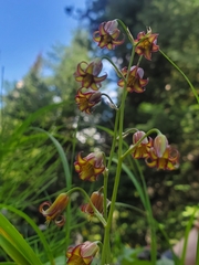 Anticlea occidentalis