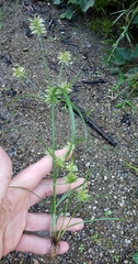 Cyperus esculentus