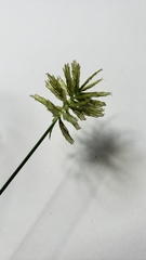 Cyperus esculentus