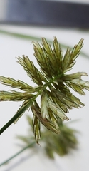 Cyperus esculentus