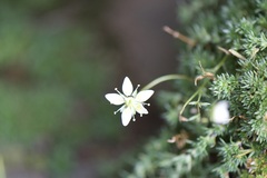 Saxifraga bryoides