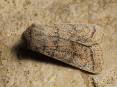 Orthosia gracilis