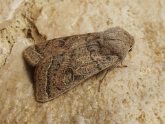 Orthosia gracilis