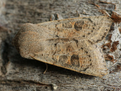 Orthosia gracilis