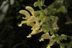 Salvia glutinosa