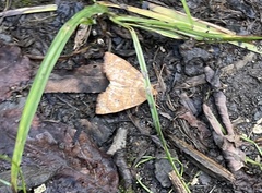 Noctuoidea