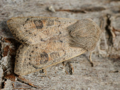 Orthosia gracilis