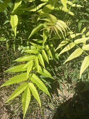 Fraxinus excelsior