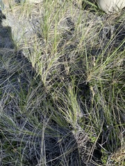Carex filifolia