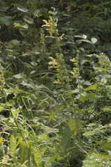 Salvia glutinosa