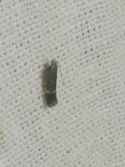 Aproaerema anthyllidella