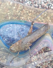 Anacridium aegyptium