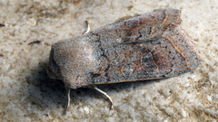 Orthosia gracilis