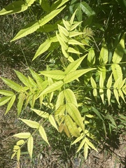 Fraxinus excelsior