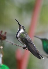 Anthracothorax nigricollis