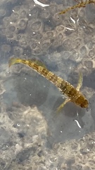 Coryphoblennius galerita