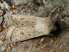 Orthosia gracilis