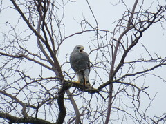 Buteo plagiatus