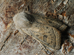 Orthosia gracilis