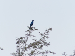 Lamprotornis chalybaeus