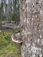 Fomitopsis pinicola
