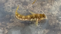 Coryphoblennius galerita
