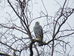 Buteo plagiatus
