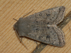 Orthosia gracilis