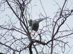 Buteo plagiatus