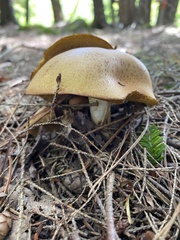 Suillus weaverae
