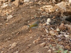 Camaroptera brachyura