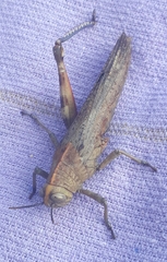 Anacridium aegyptium