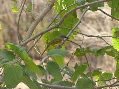 Malaconotus blanchoti